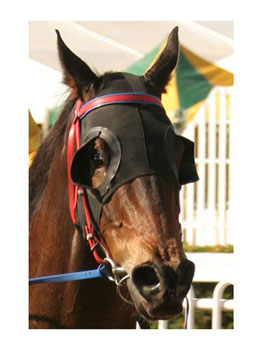 Hyland, Blinkers, Coloured, Plain