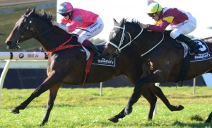 Mr Tipsy wins Markey Saddlery Handicap