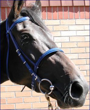 Race Head Brass BIOTHANE Bridle & Cavesson Noseband