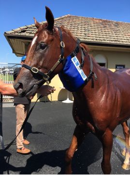 Chill Time Cooling Collar