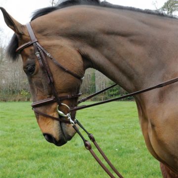 Bungee Martingale, Celtic Equine